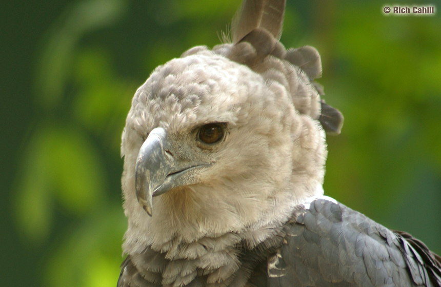 Panama_Harpy_Eagle_4tage